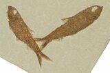 Three Detailed Fossil Fish (Knightia) - Wyoming #240451-1
